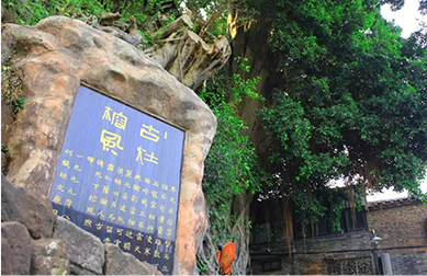 Holy Banyan in Ancient Kiln