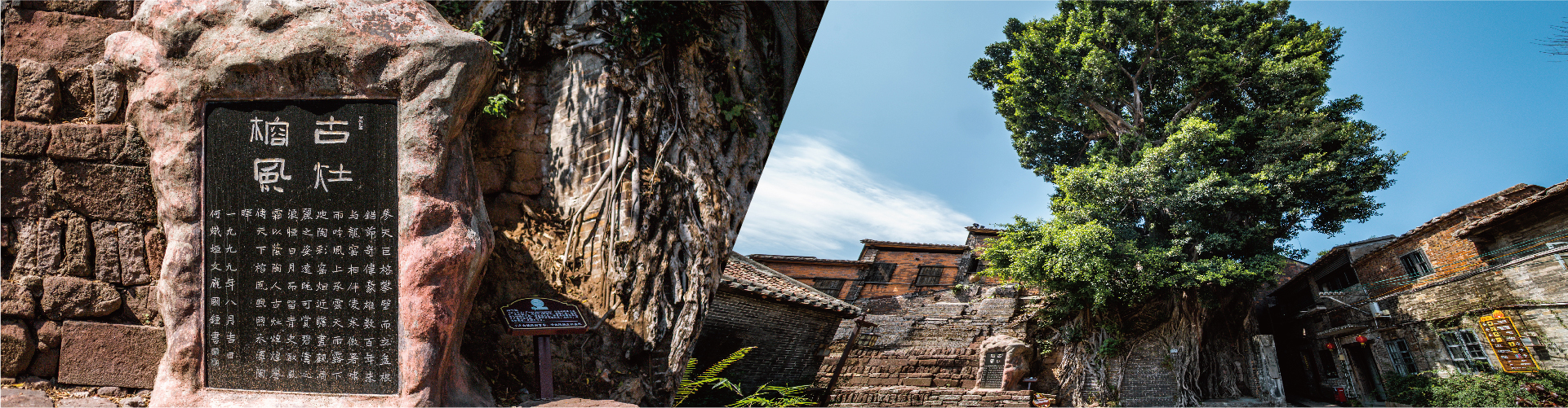 Holy Banyan in Ancient Kiln